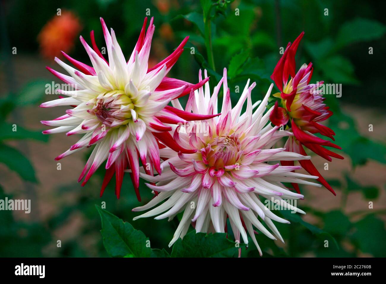 Garten-Dahlie - Hybride Sorbet  (Dahlia x hortensis) Stock Photo