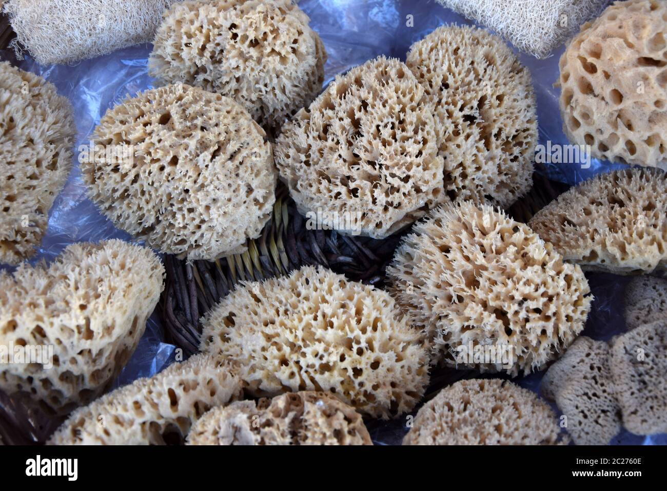 Sponges sponge natural hi-res stock photography and images - Alamy