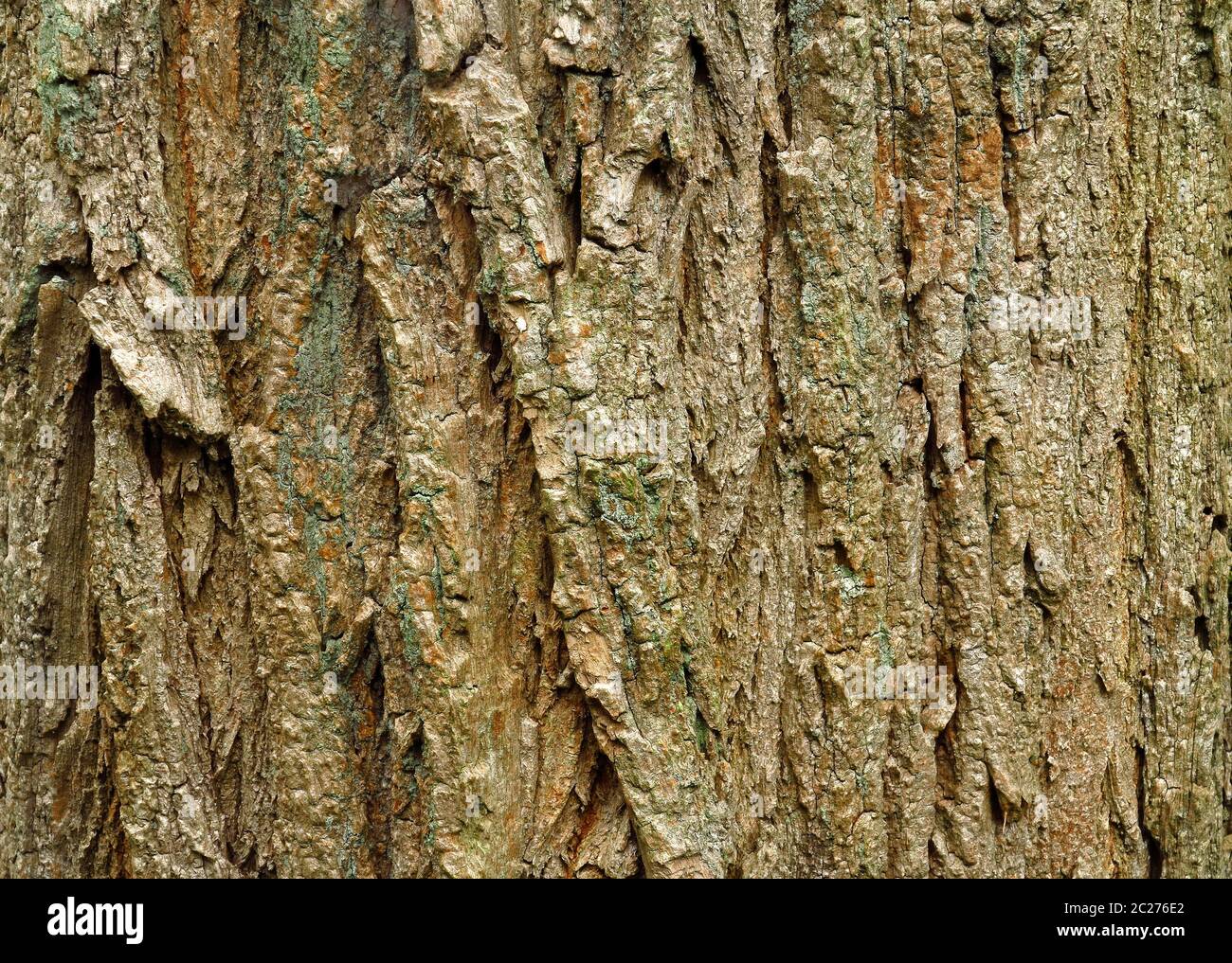 Robinia pseudoacacia, black locust, bark of a very old tree Stock Photo