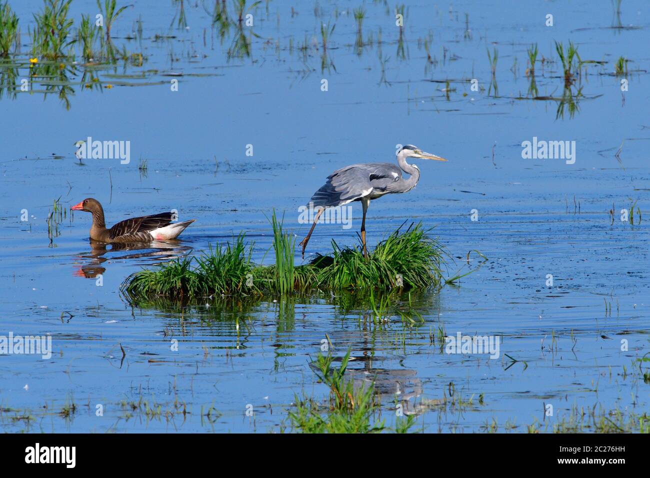 Ardea cinerea, grey heron, upper lusatia, germany Stock Photo