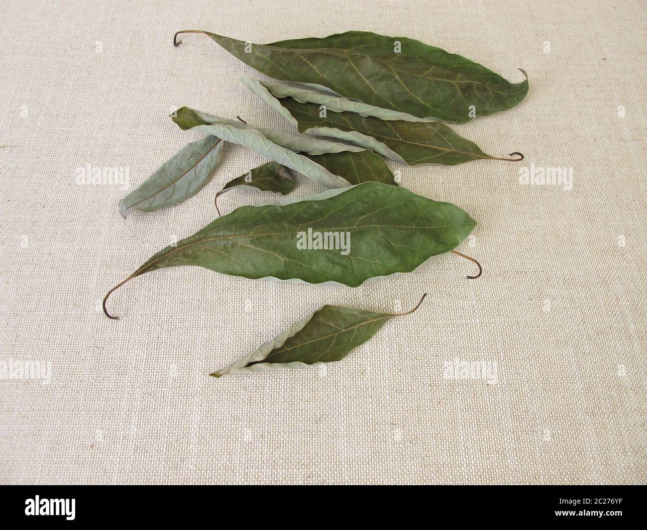 Dried avocado leaves from the avocado tree Stock Photo - Alamy