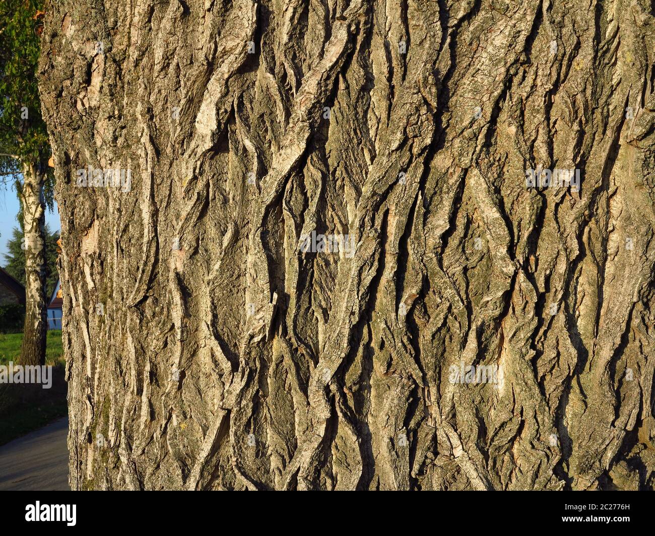 Black poplar, bark Stock Photo Alamy