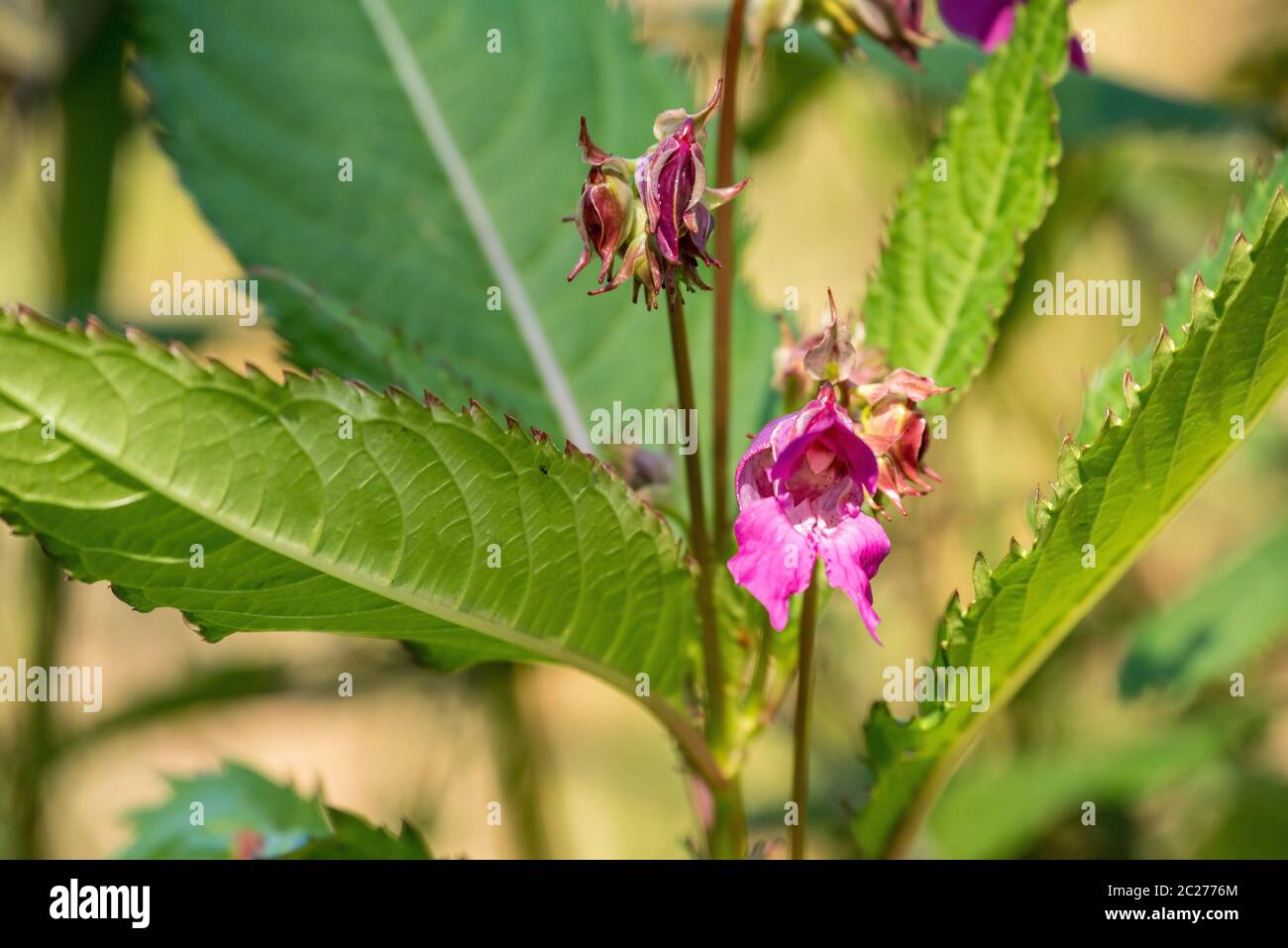 Indian balsam Stock Photo