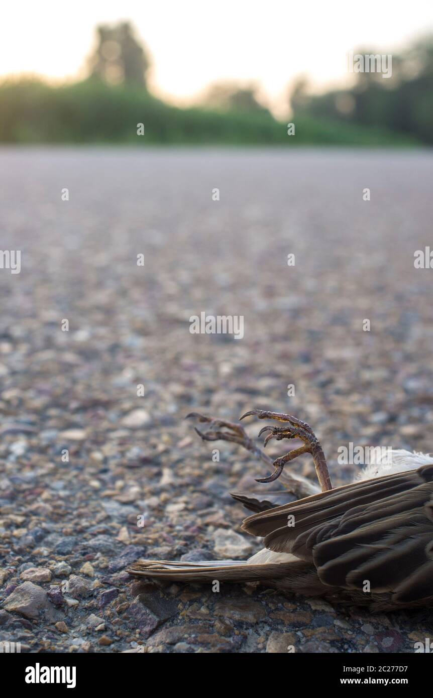 Bird collisions hires stock photography and images Alamy