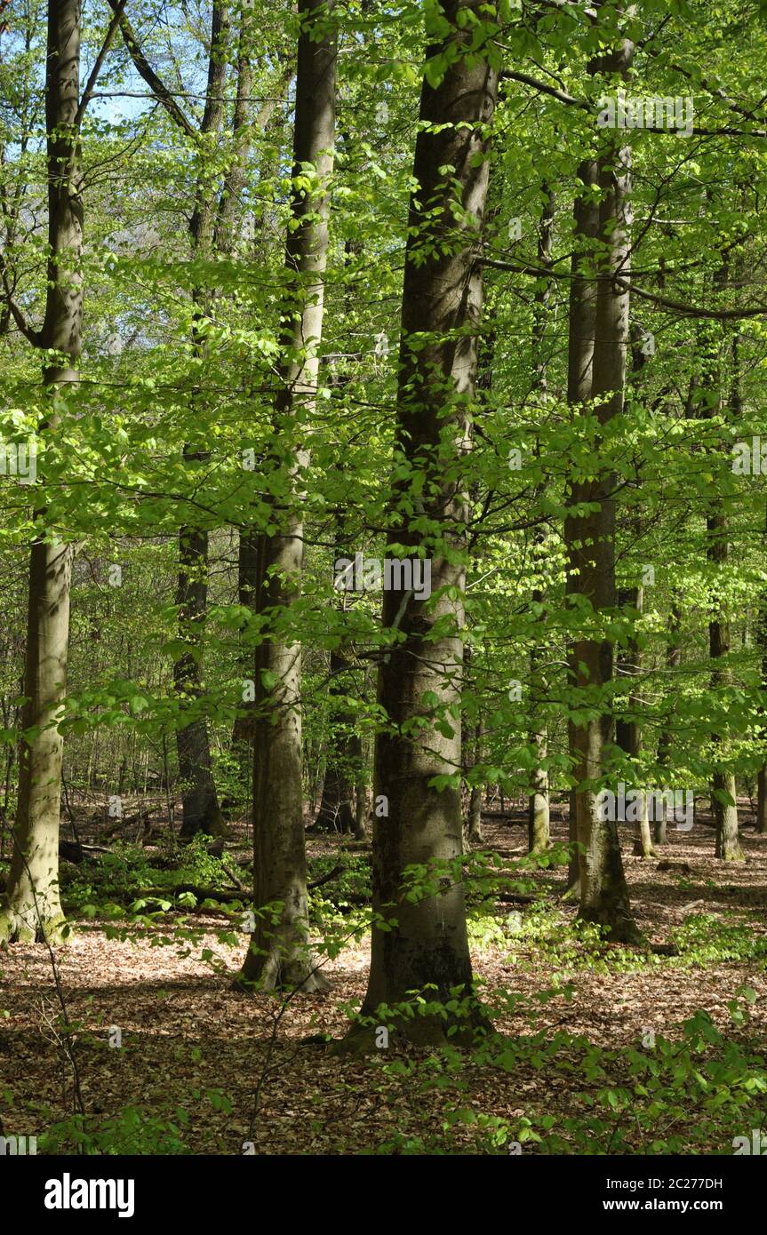Book tree forest hi-res stock photography and images - Alamy