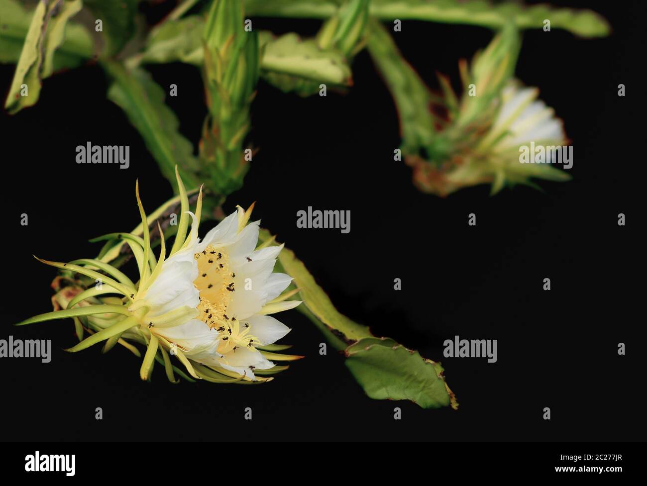 Fragrant white flowers of dragon fruit pollinated by Australian bees Stock Photo