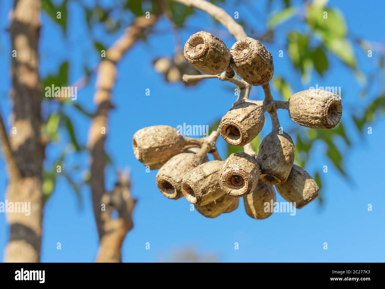 Large Eucalyptus gum nuts of Corymbia ptychocarpa (phytocarpa