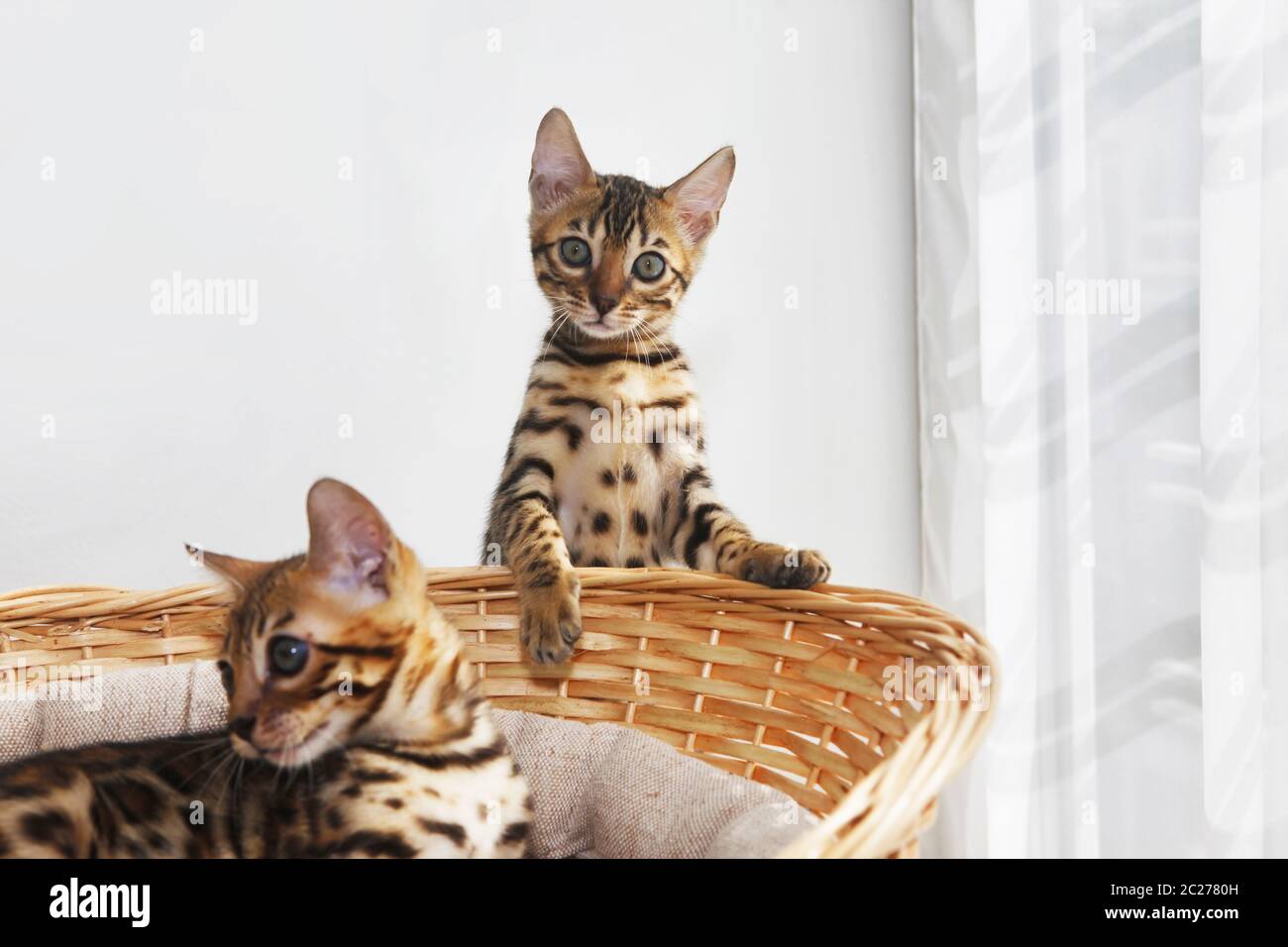 Small bengal kitten in a basket Stock Photo