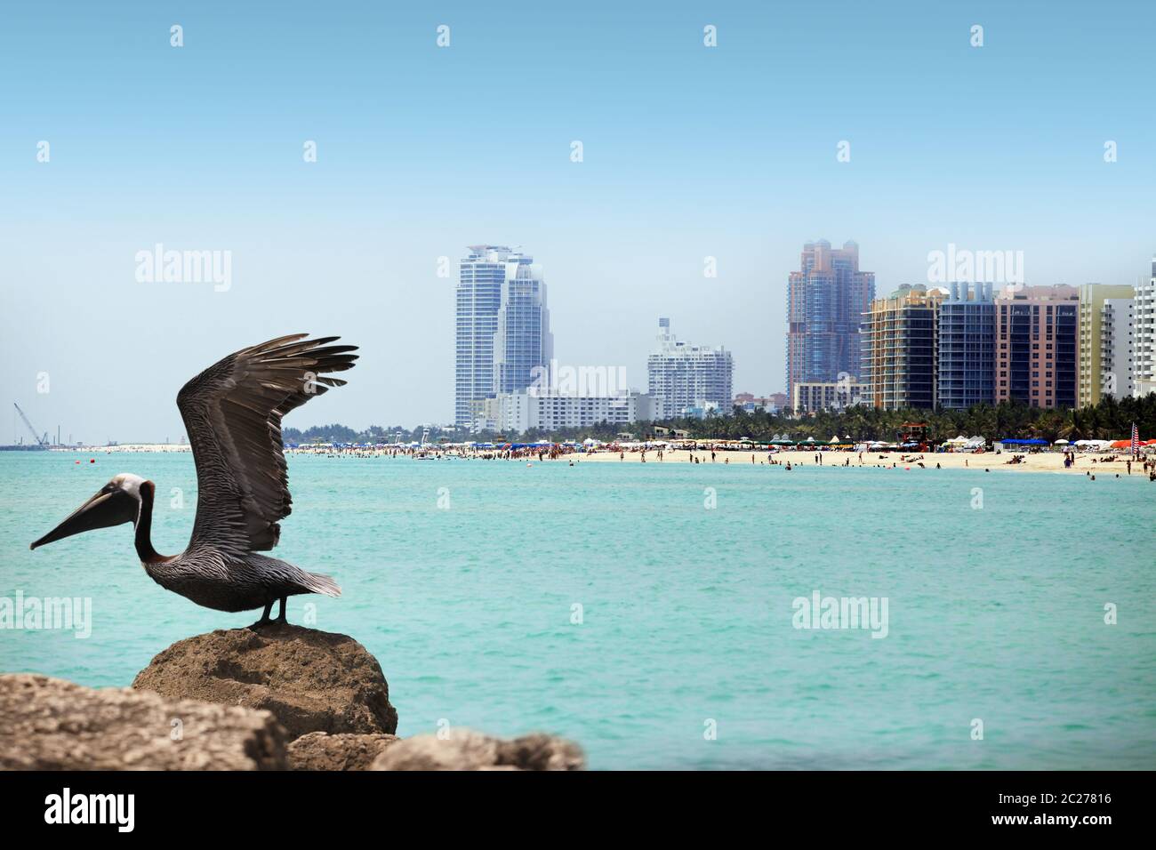 Pelican on the background of the South Beach in Miami Stock Photo