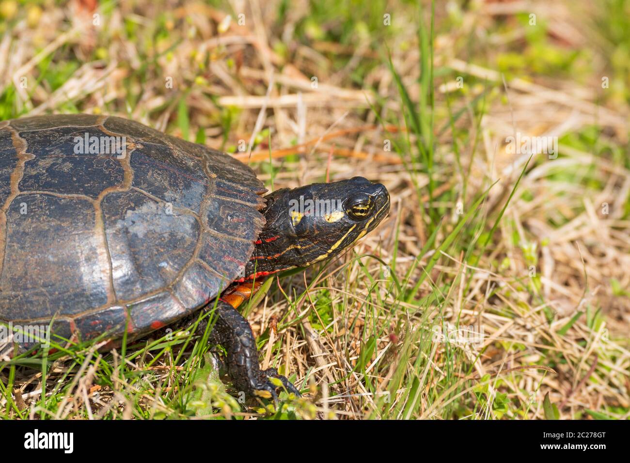 Head Deatails of an Eastern Painted Turtle in the Chincoteague National Wildlife refuge in Virginia Stock Photo