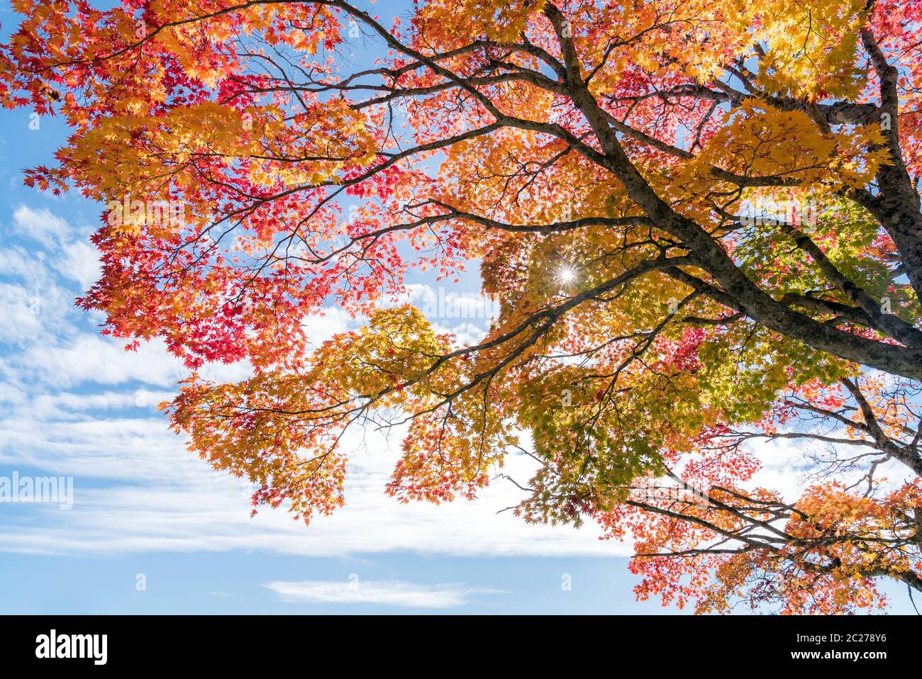 Red leave of maple tree for autumn fall background Stock Photo - Alamy