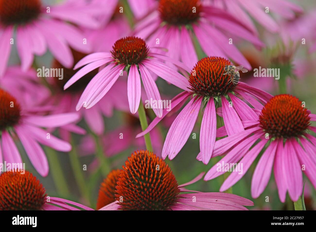 Sun hat Echinacea purpurea with honeybee Apis mellifera Stock Photo