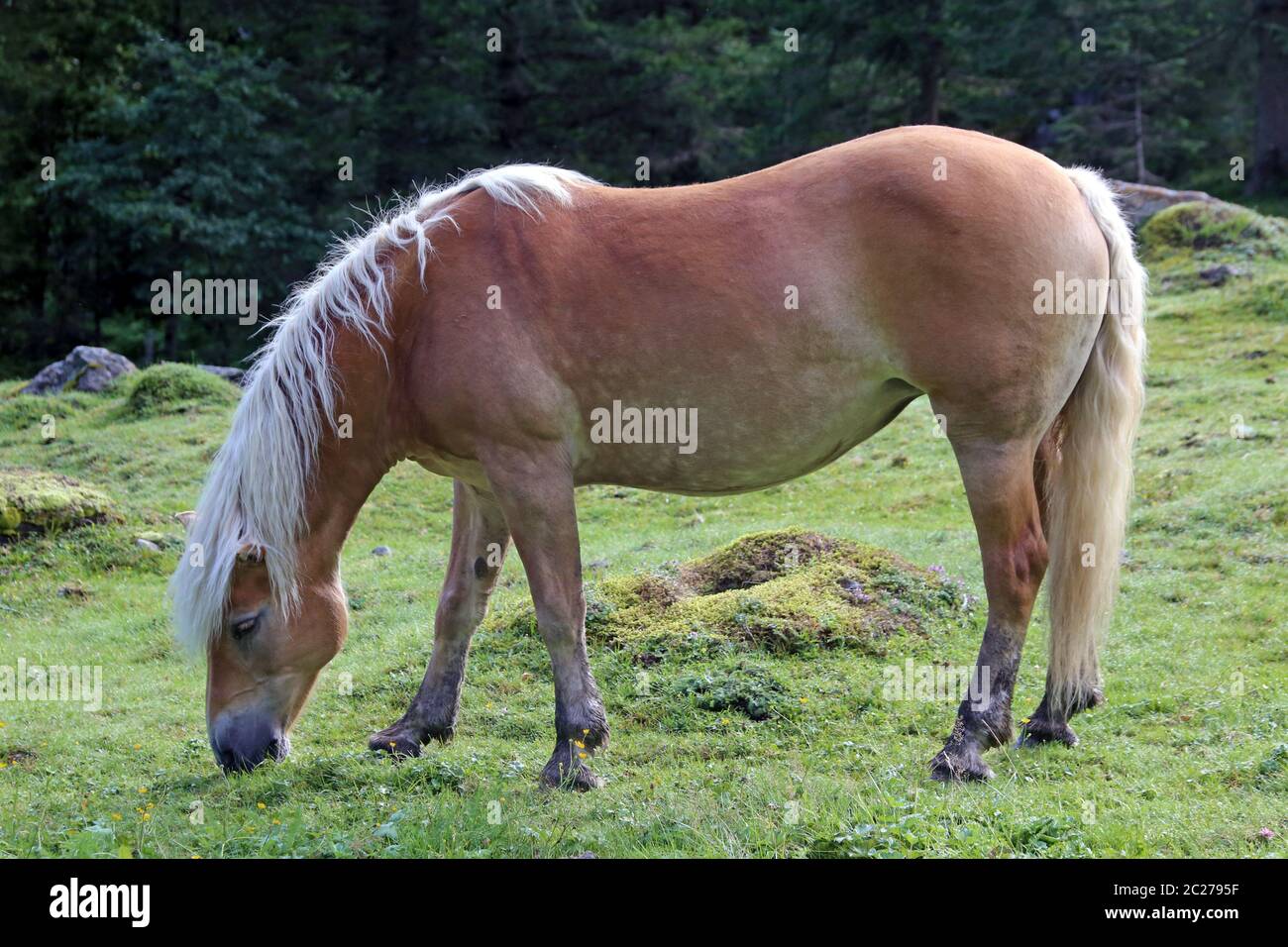 Haflinger in Oberpinzgau Stock Photo