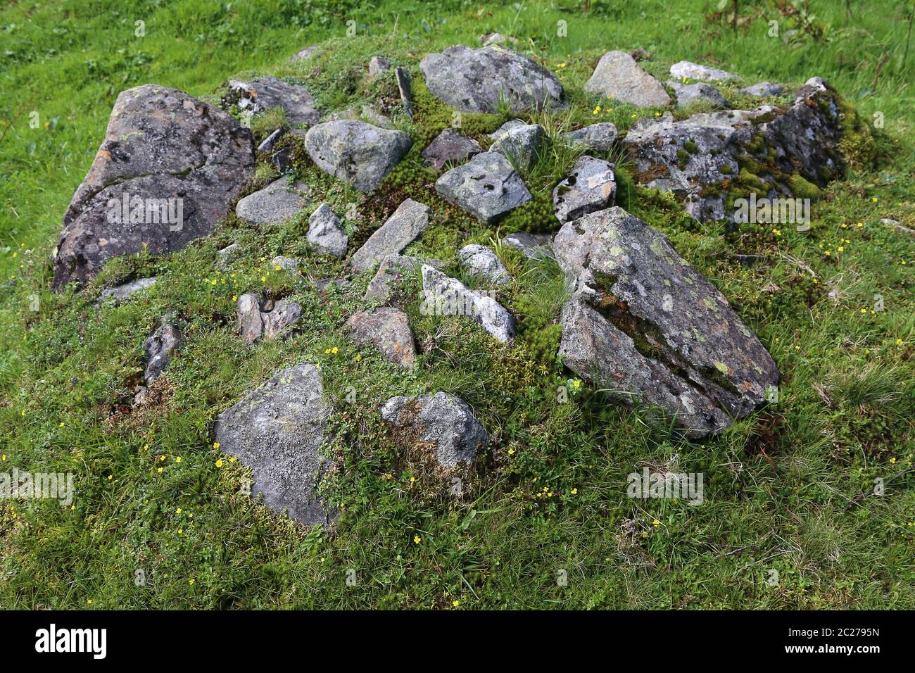 Low vegetation between boulders in the Alps Stock Photo