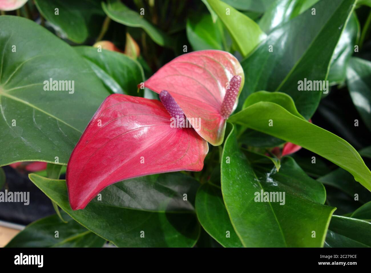 Flamingo flowers Stock Photo