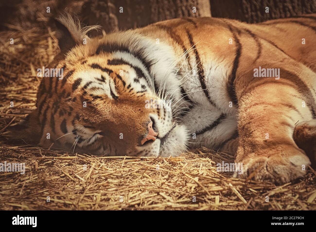 Portrait of Sleeping Tiger on the Hay Stock Photo
