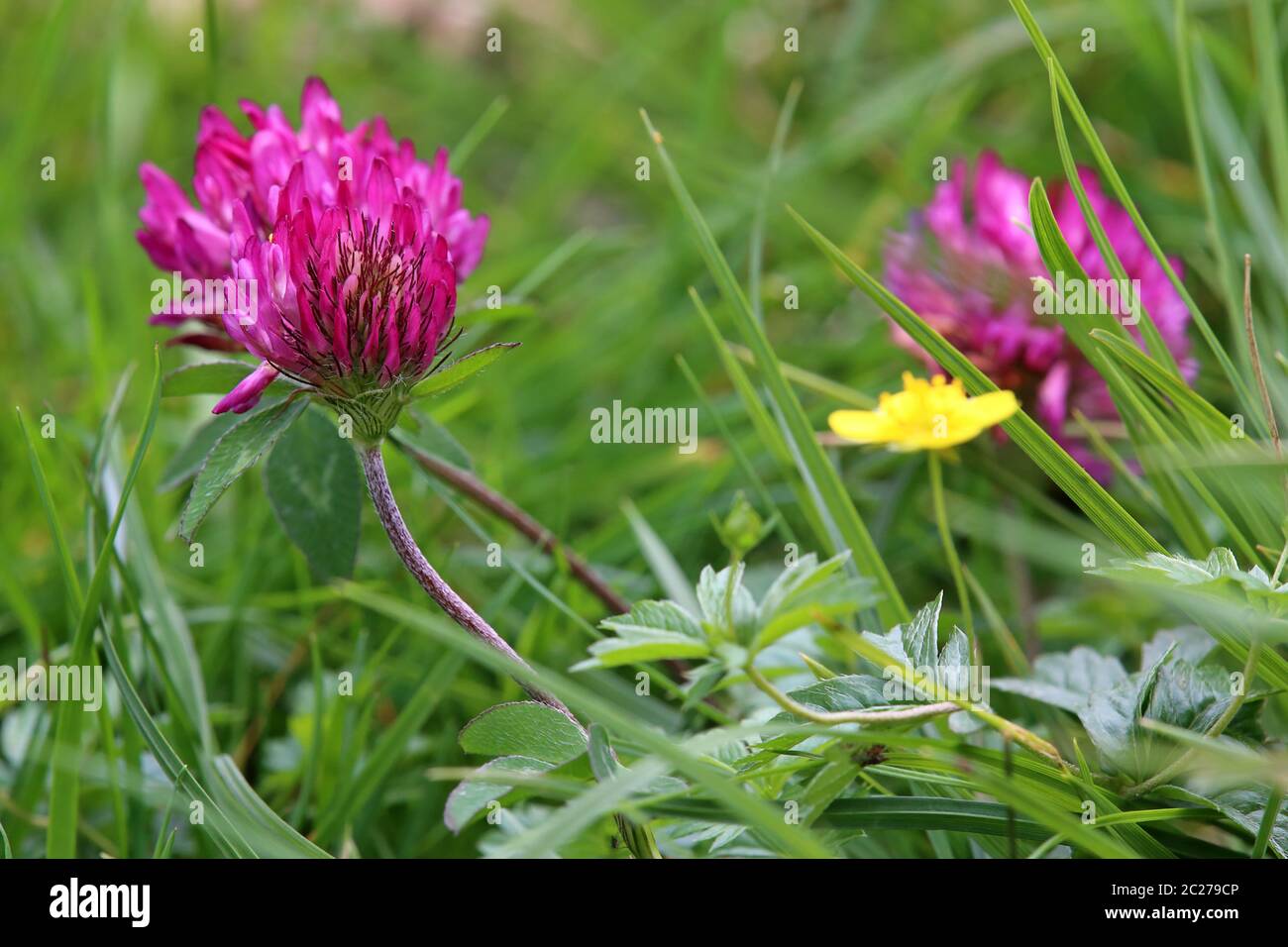 Blooming Alpine meadow clover Trifolium pratense nivale on a mountain meadow Stock Photo