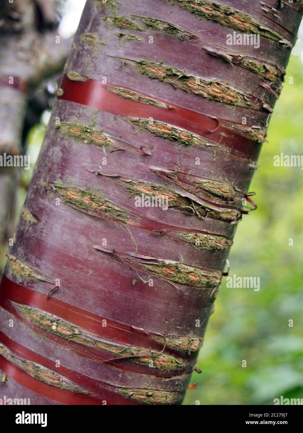 Cherry cheap wood trunk