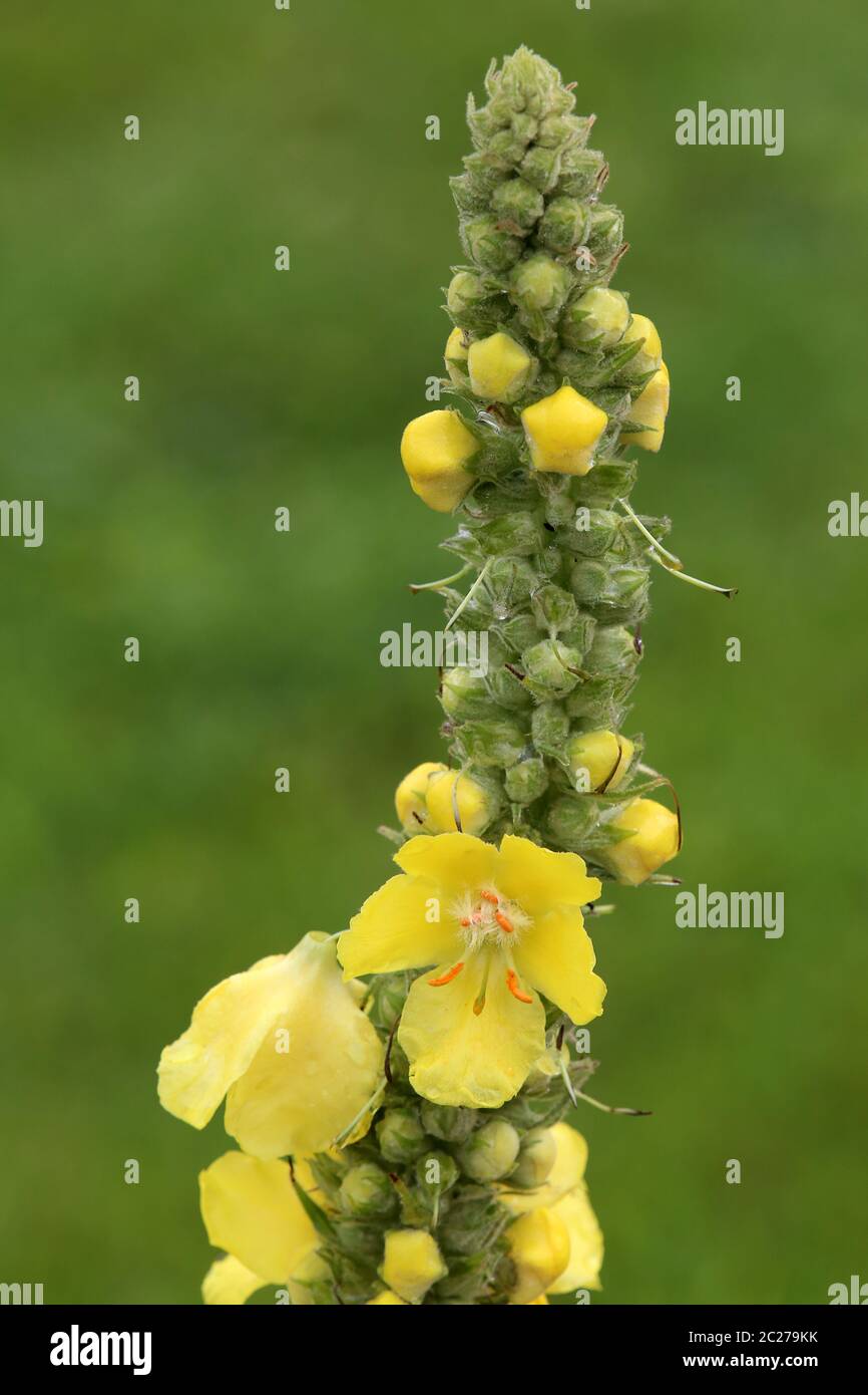 Flowers Small-flowered king candle Verbascum thapsus Stock Photo