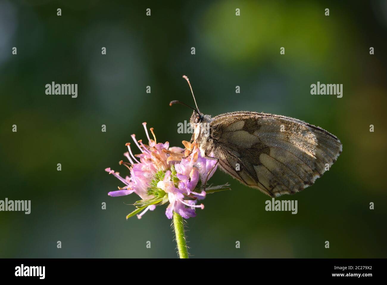 Melanargia galathea, the marbled white  on a wildflower Stock Photo