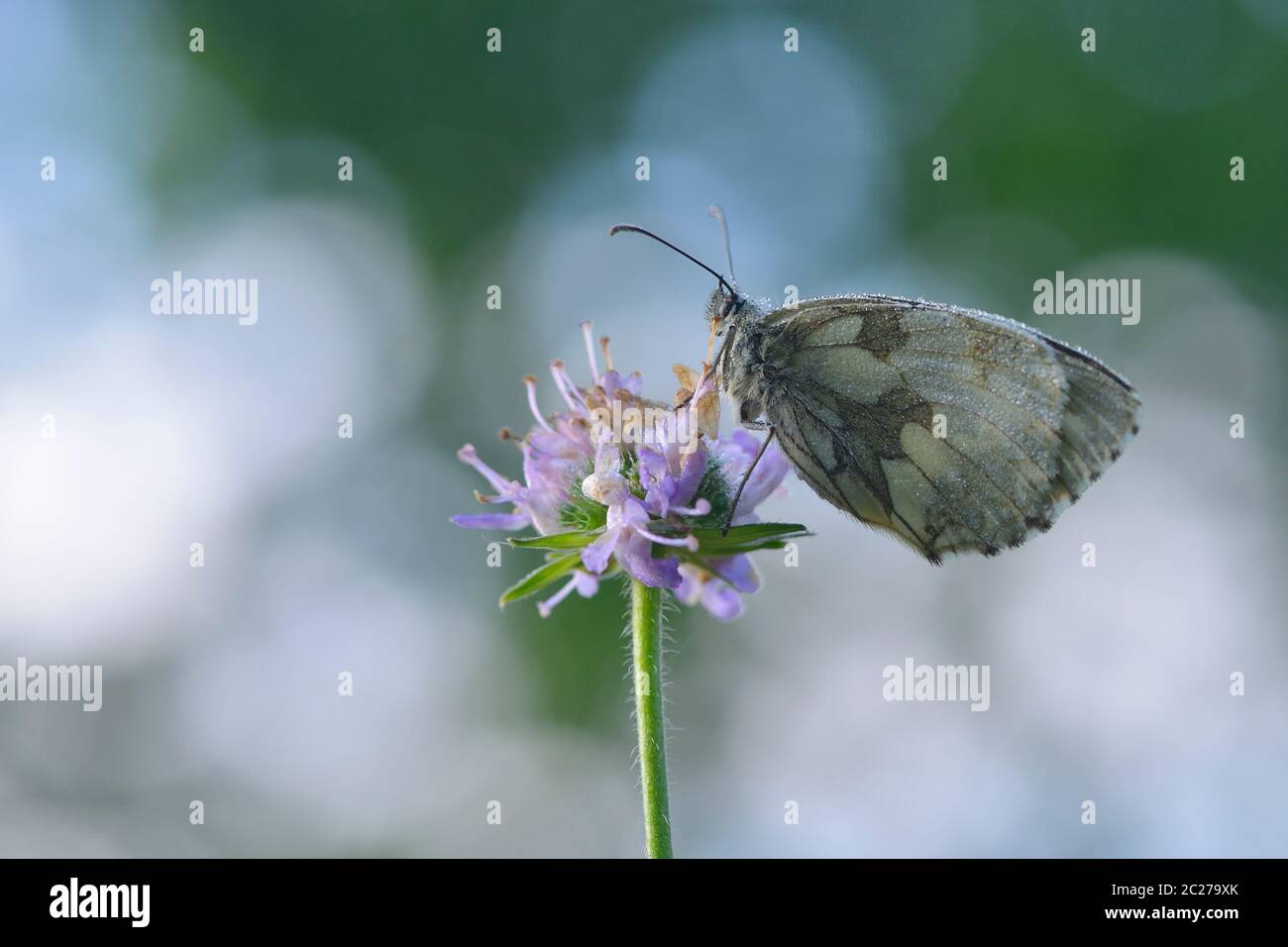 Melanargia galathea, the marbled white  on a wildflower Stock Photo