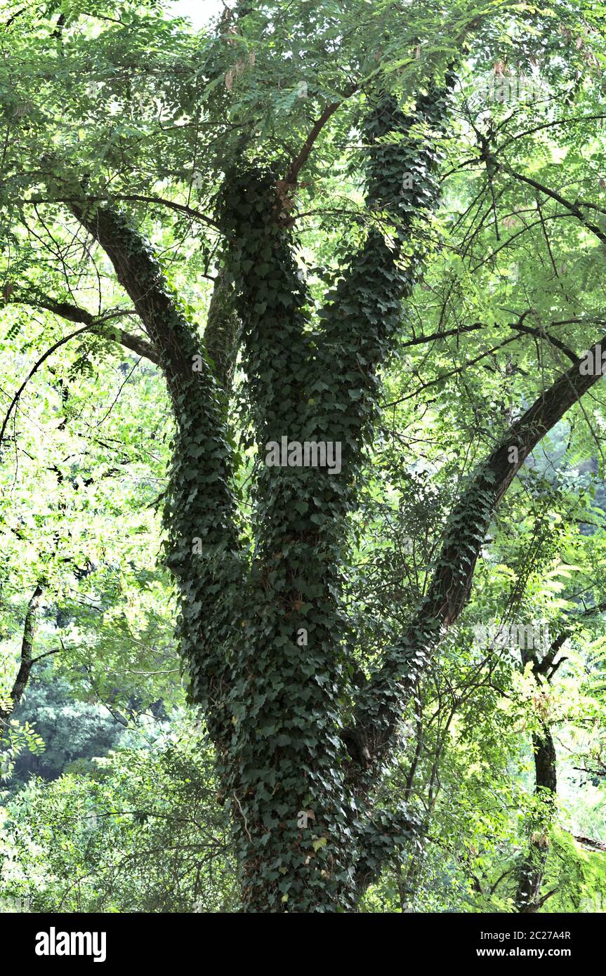 vine plant in tree trunk Stock Photo