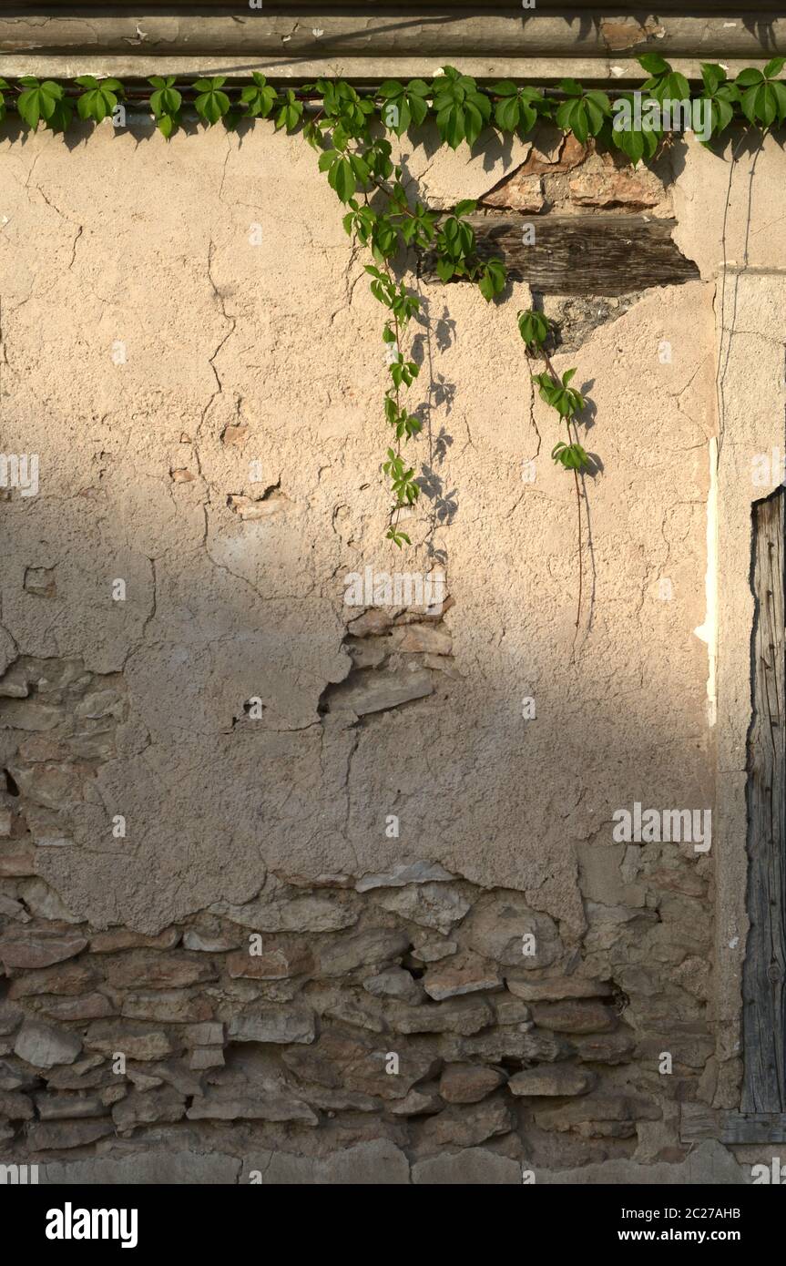 deteriorated wall with vine plant Stock Photo