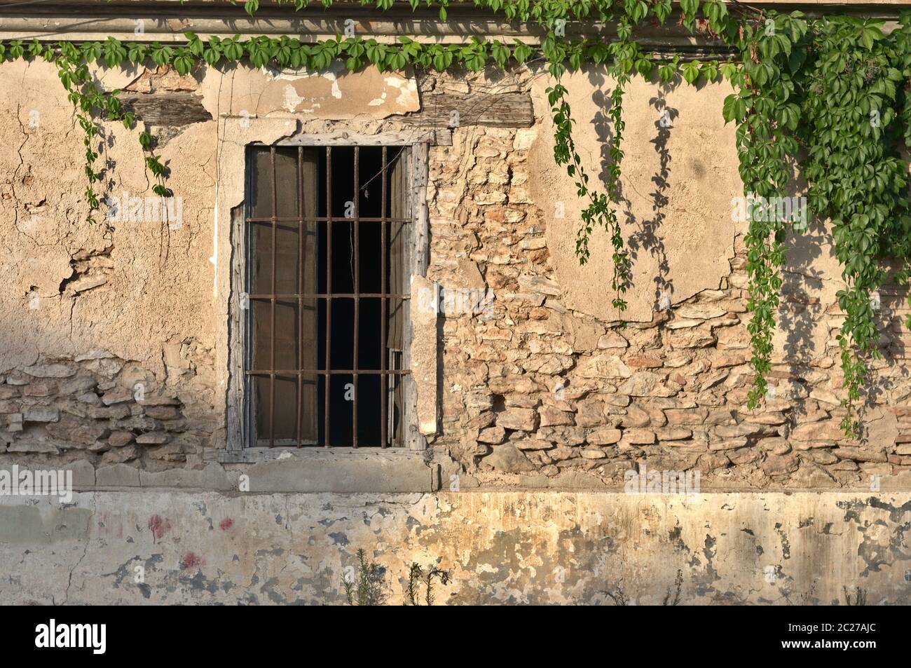 deteriorated wall with vine plant Stock Photo