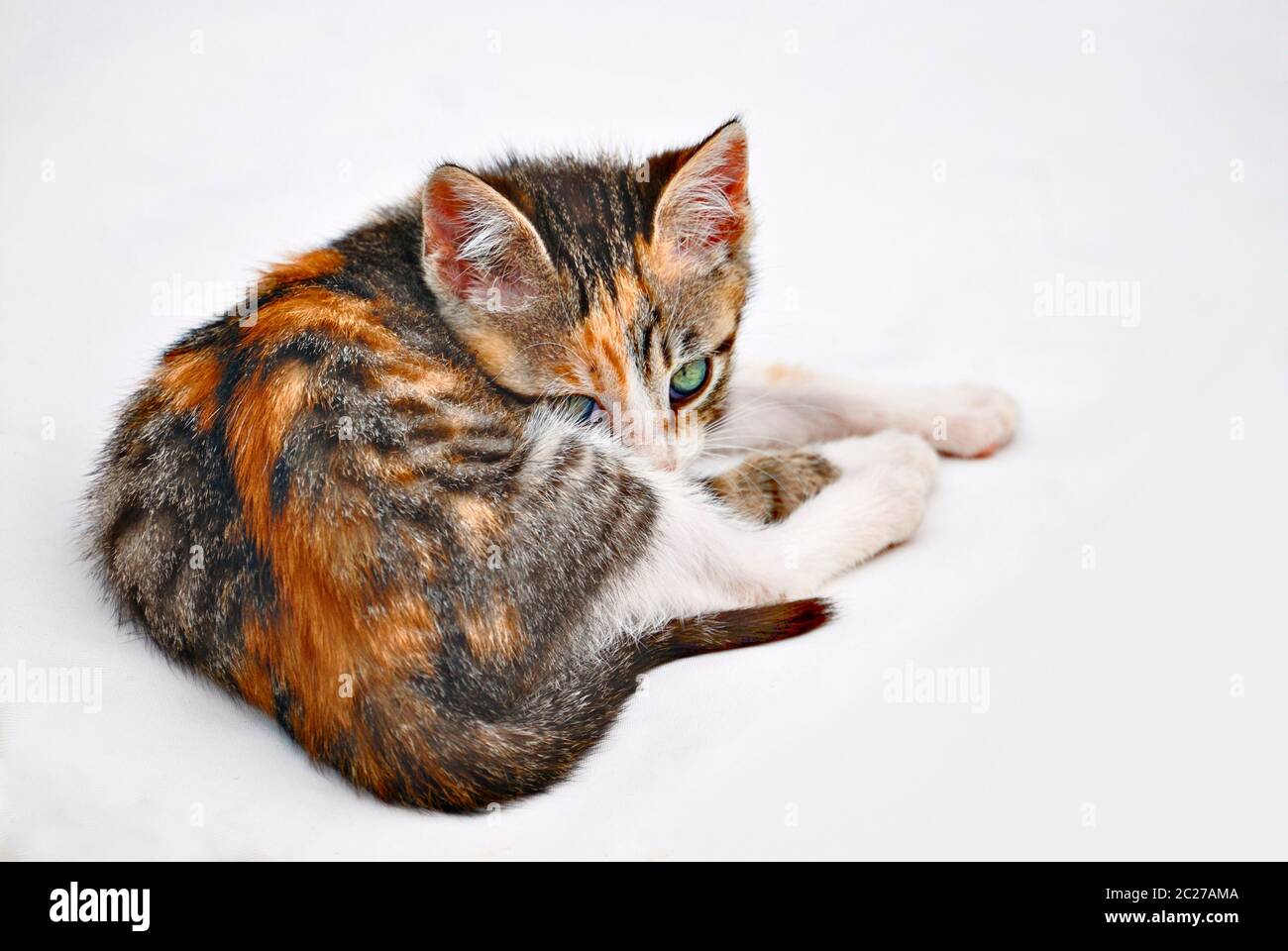 lying little kitten with colorful fur Stock Photo
