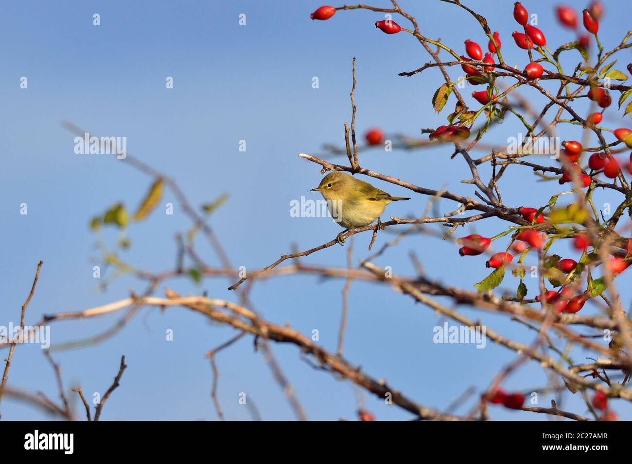 Willow warbler in autumn on the baltic sea Stock Photo