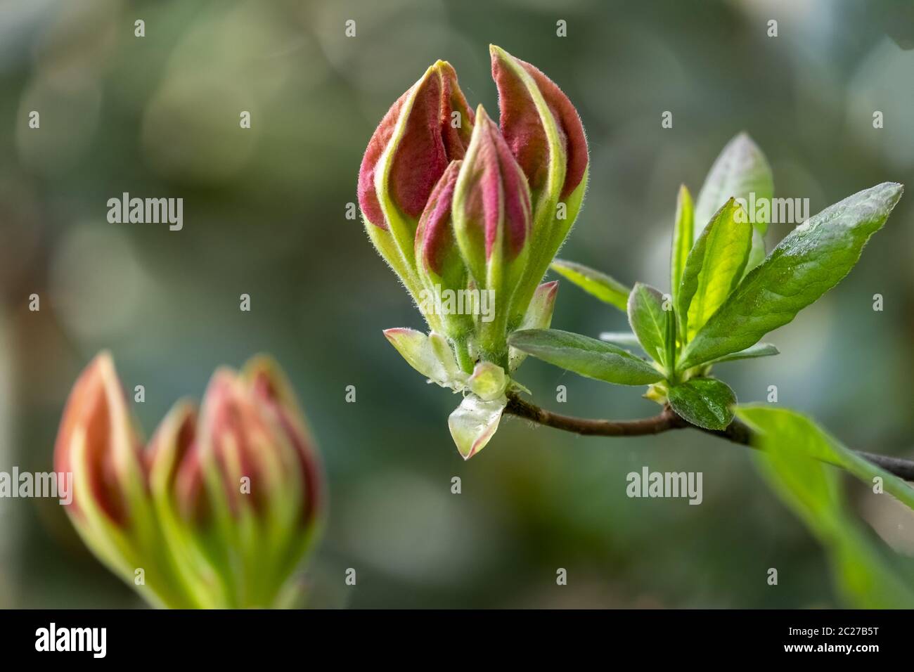 buds of a scented azalea Stock Photo
