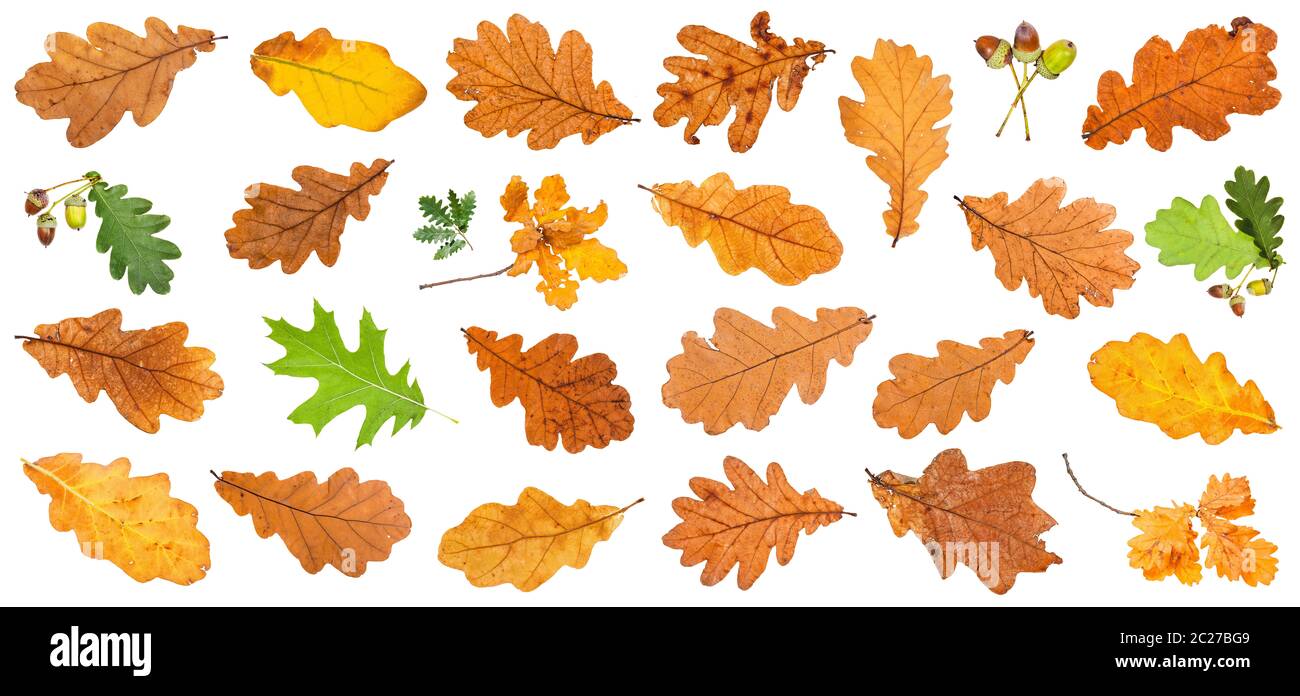 various oak leaves isolated on white background Stock Photo - Alamy