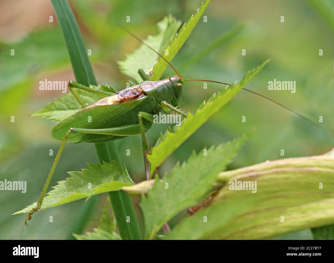 Male TwitscherschreckeTettigonia cantans from the Oberpinzgau Stock Photo