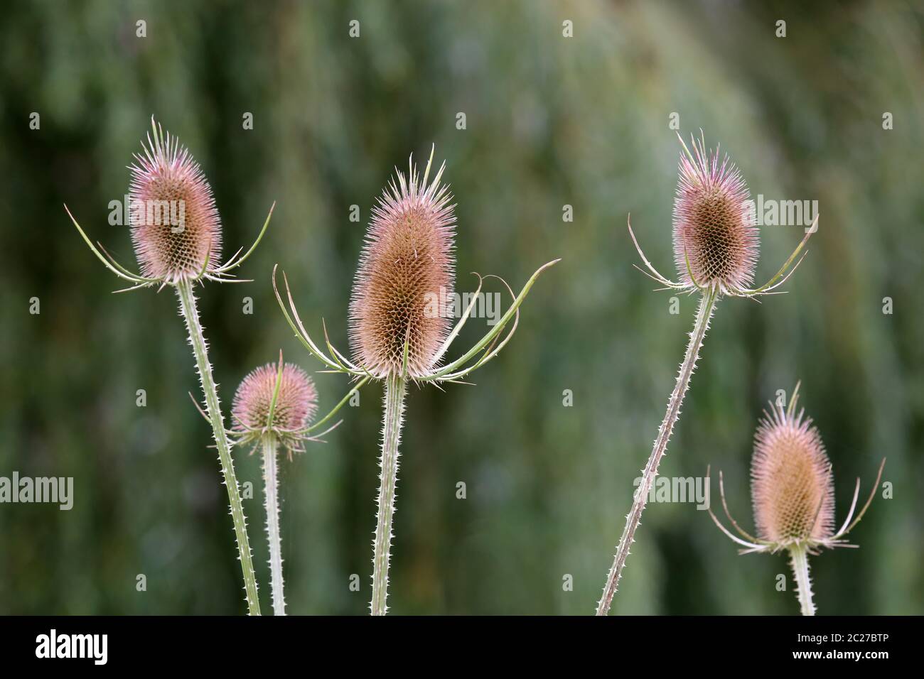 Fruit stands of the Wild Card Dipsacus fullonum Stock Photo