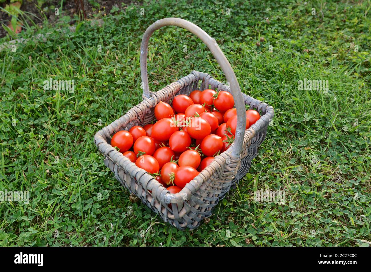 Freshly harvested Red Alert cherry tomatoes in a woven basket on lush green grass in an allotment garden Stock Photo