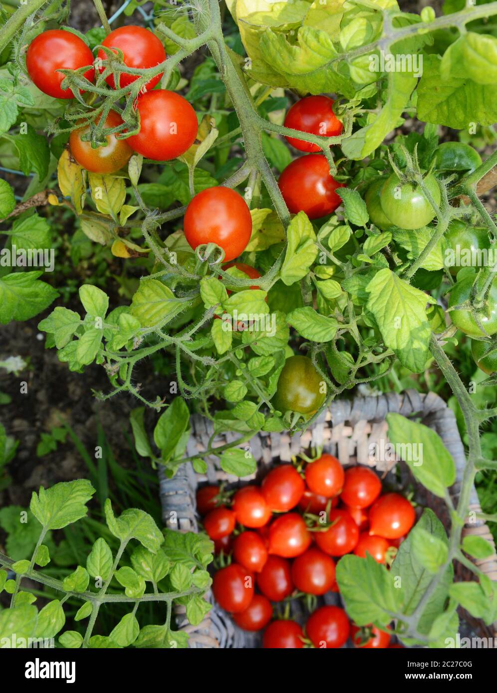 Plump red tomatoes on the vine, above a basket full of harvested tomatoes below Stock Photo