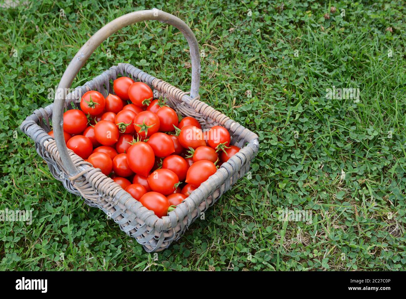 Basket full of ripe red cherry tomatoes in a vegetable garden - with copy space on grass Stock Photo