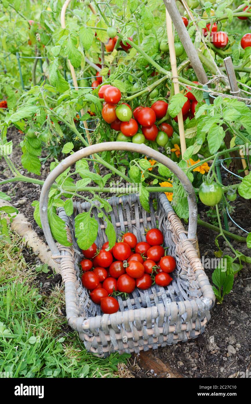 Woven basket half-filled with cherry tomatoes sits below a tomato plant heavy with ripe fruit in an allotment Stock Photo