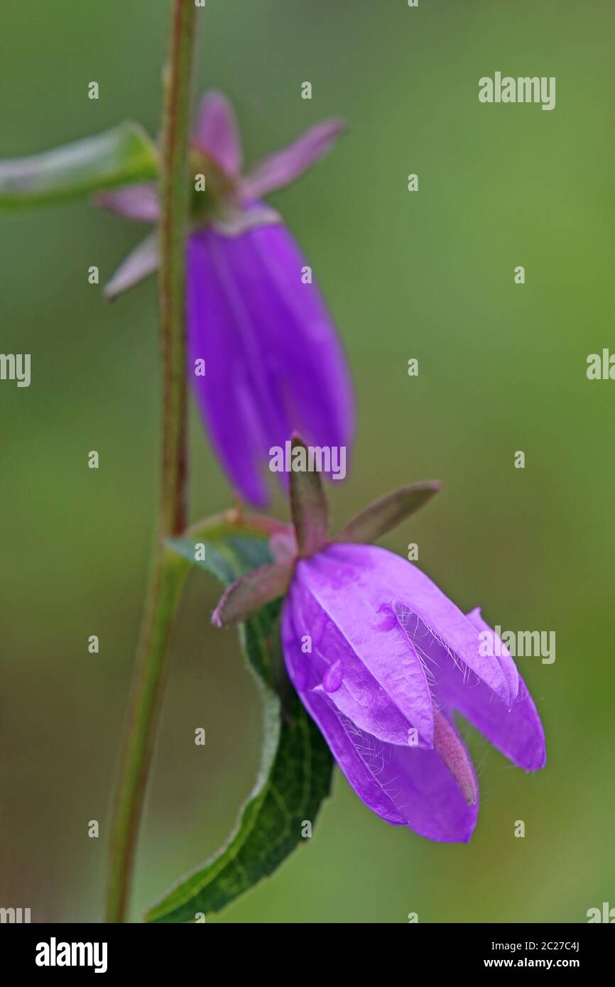 Rapunzel bellflower Campanula rapunculus Stock Photo