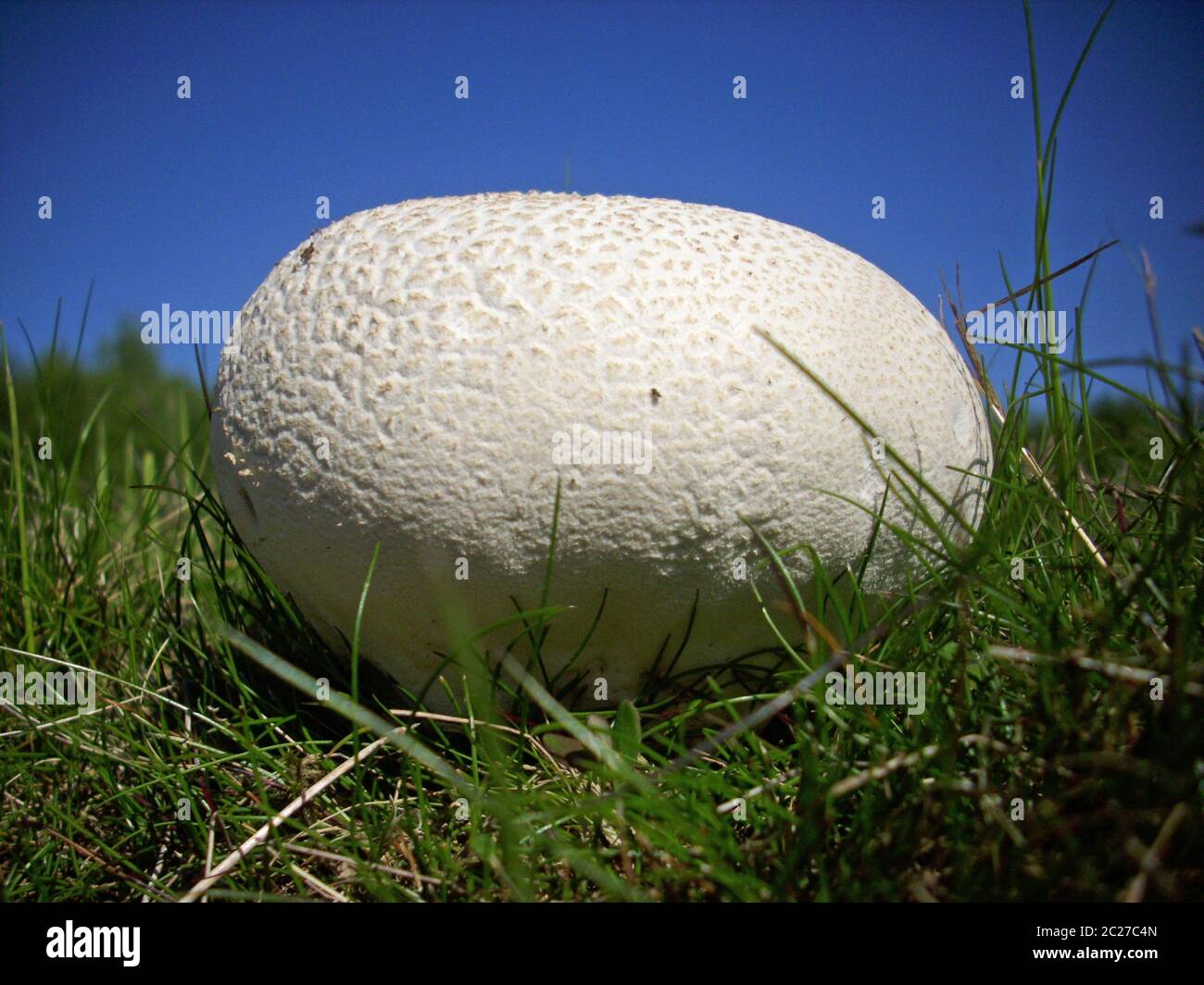 Giant puffball (Calvatia gigantea) fungus growing in grassland. Background of grass and deep blue sky. Stock Photo
