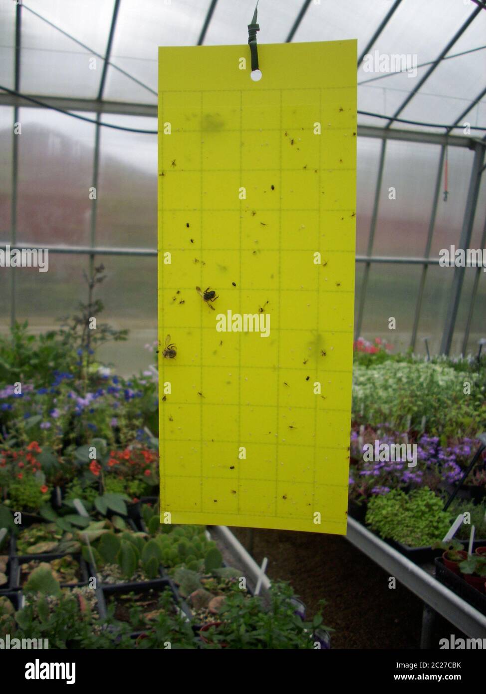 https://c8.alamy.com/comp/2C27CBK/yellow-sticky-fly-paper-trap-for-insects-hanging-from-the-roof-of-a-greenhouse-2C27CBK.jpg