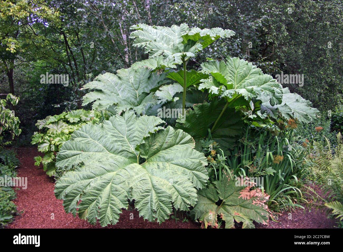 Large leaves of a Gunnera plant in a garden with a background of trees and other vegetation with an adjacent path. Stock Photo