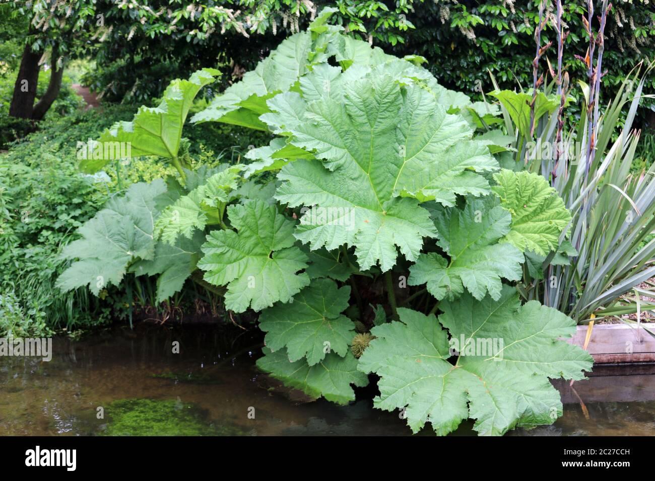 Large leaves of a Gunnera plant on a river bank with a background of blurred shrubs and trees. Stock Photo