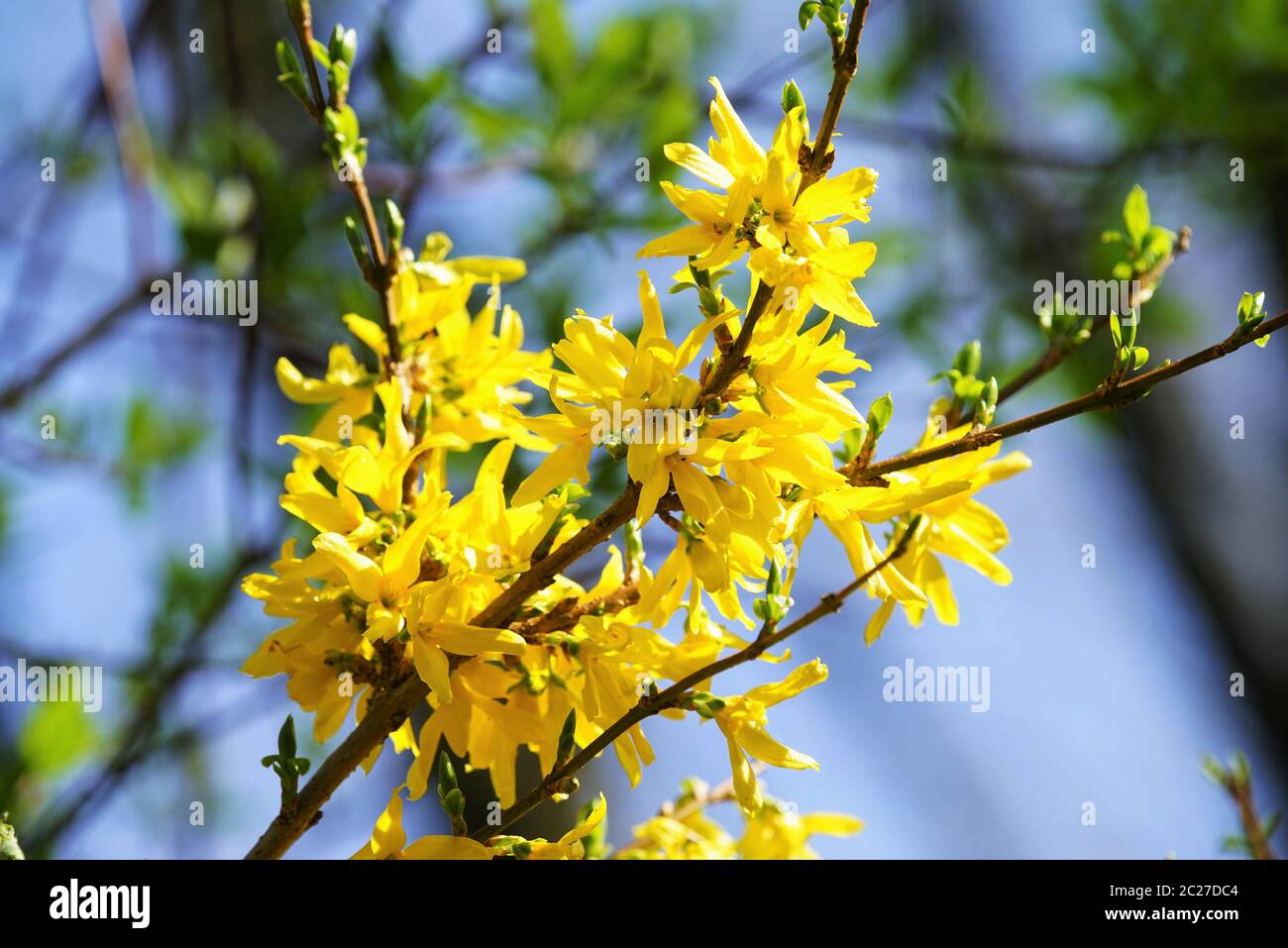 Blooming Forsythia under blue sky in April Stock Photo