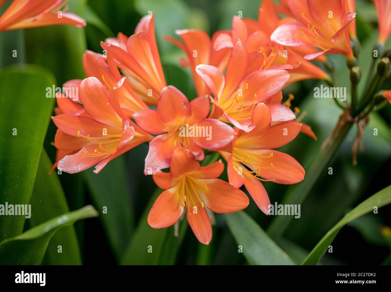 Cluster of orange clivia flowers in garden Stock Photo