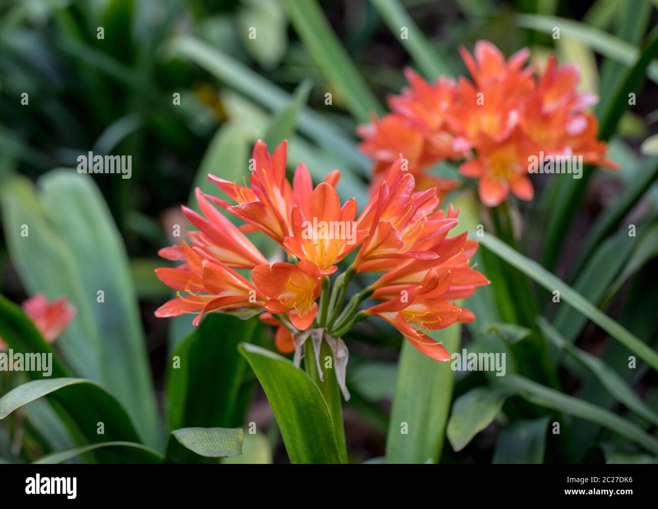 Cluster of orange clivia flowers in garden Stock Photo