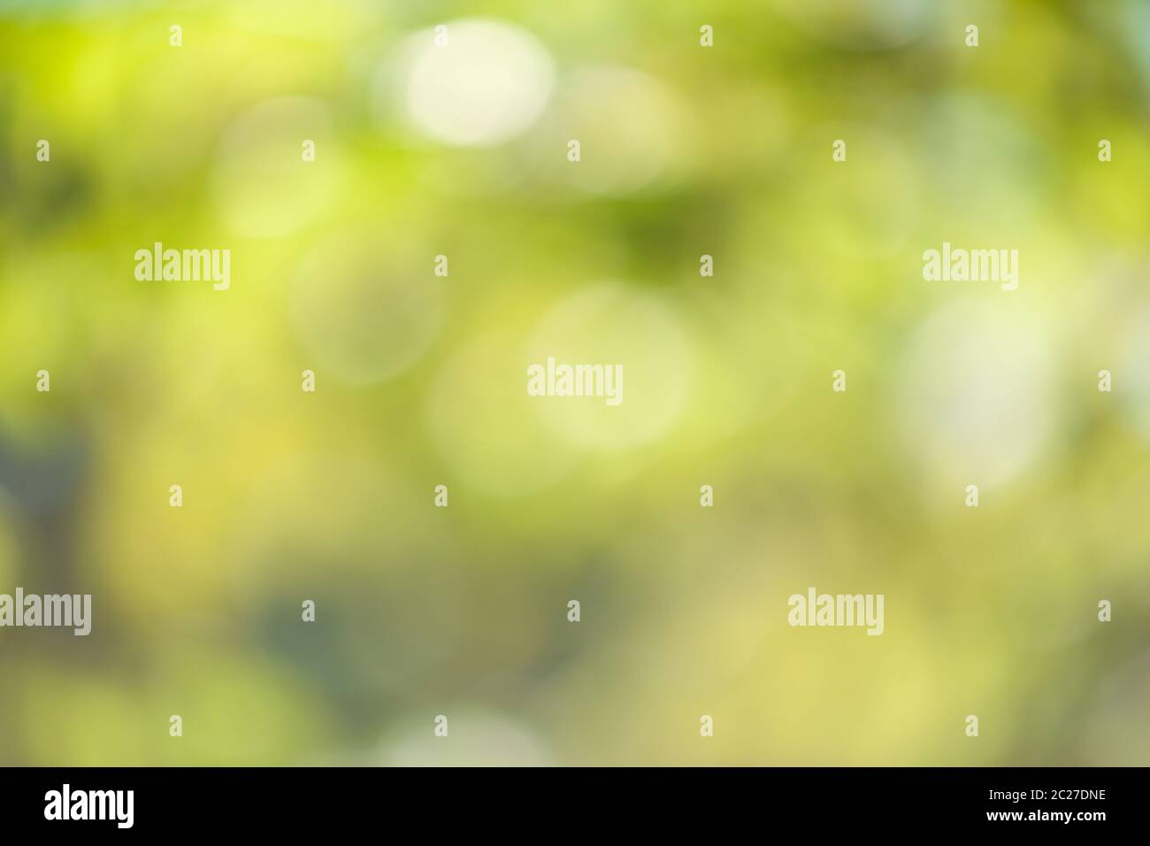 Green blurry bokeh leaves background. Nature environment and design concept. Stock Photo