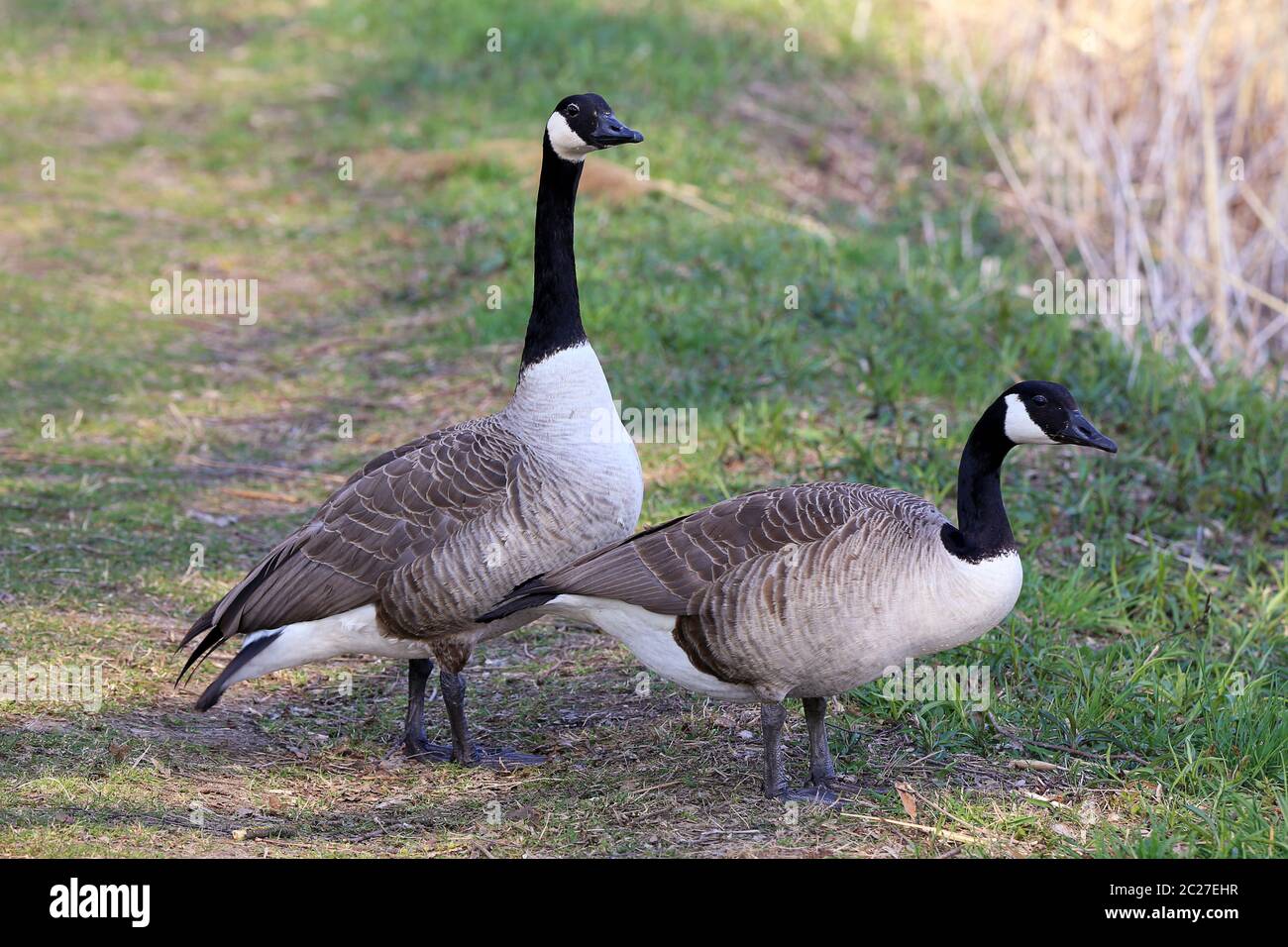 Canada-tails Branta canadensis in Wagbachniden nature reserve Stock Photo