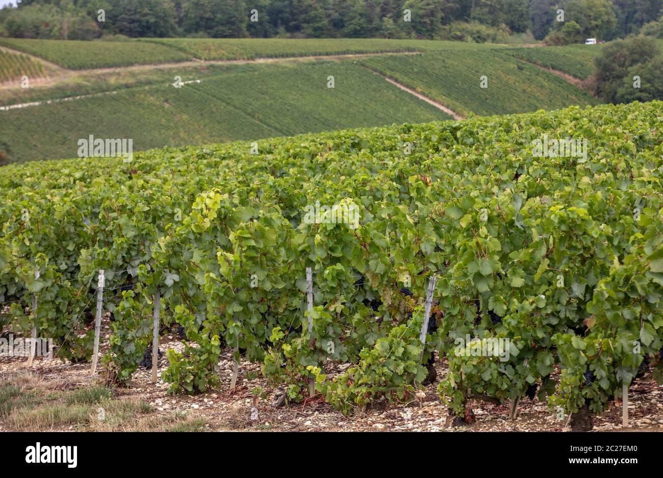 Champagne vineyards in the Cote des Bar area of the Aube department. France Stock Photo