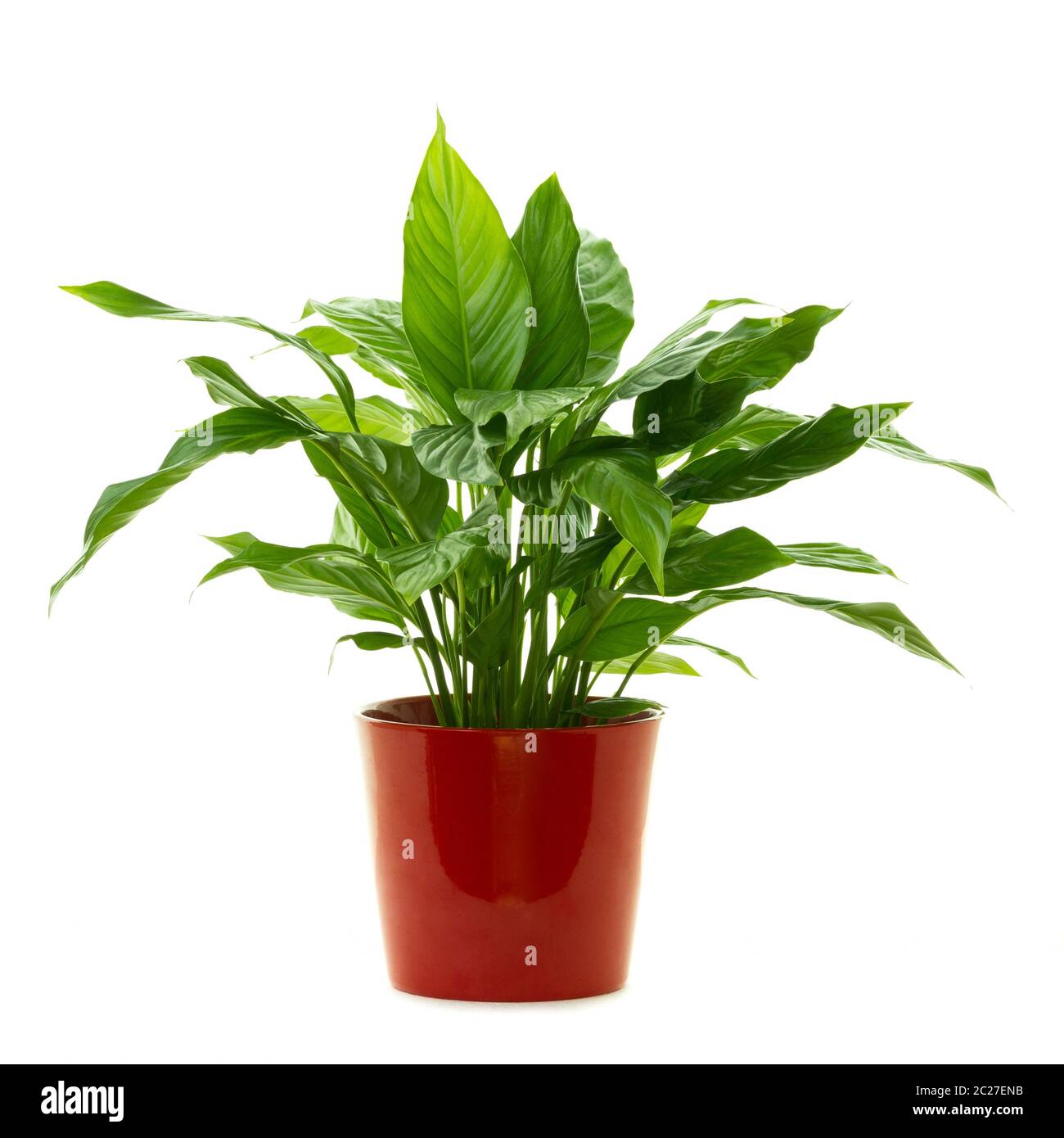 Green plant ( Peace lily - Spathiphyllum Lanceifolium ) isolated on white background. Stock Photo